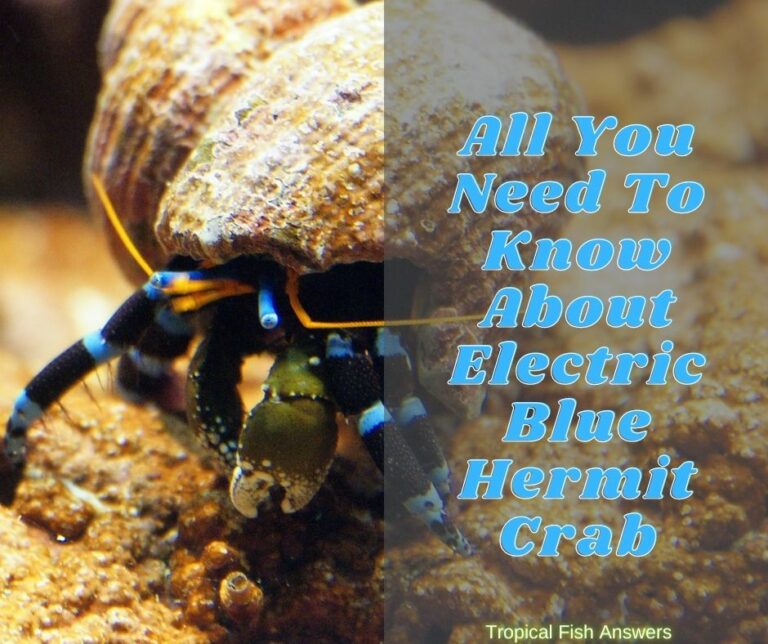 All You Need To Know About Electric Blue Hermit Crab TROPICAL FISH