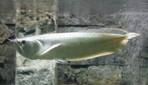 silver-arowana-300x173-1193546