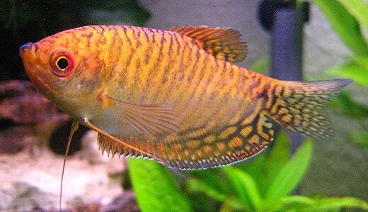 gold-gourami-1131852