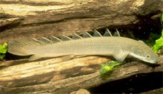 senegal-bichir-6426426