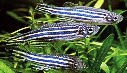 zebra-danio-9051917