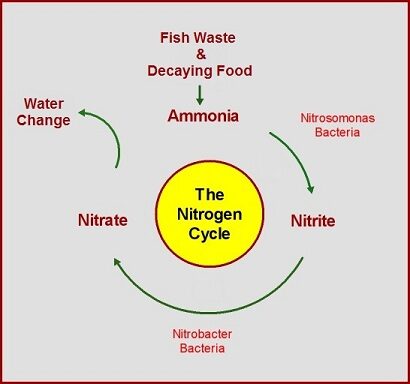 nitrogen-cycle-6722178