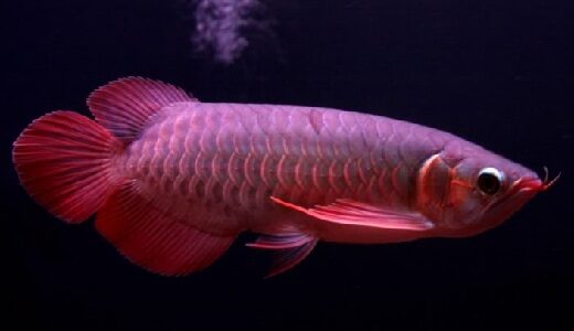 red_arowana-8194501