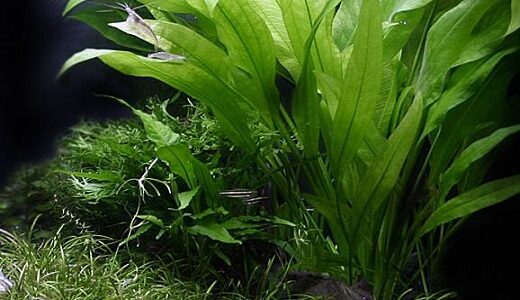 aquarium-plants-4329107