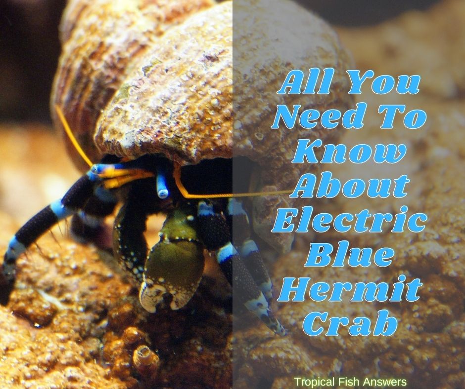 All You Need To Know About Electric Blue Hermit Crab