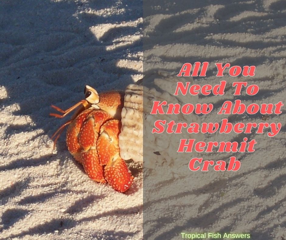 All You Need To Know About Strawberry Hermit Crab (Coenobita perlatus)