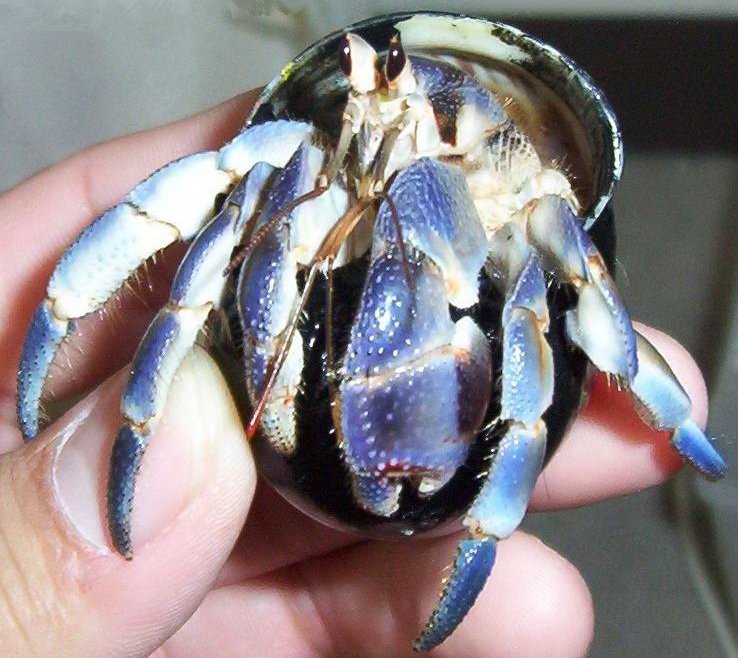 Blueberry Hermit Crab