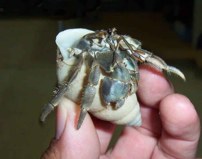 Cavipe Hermit Crab