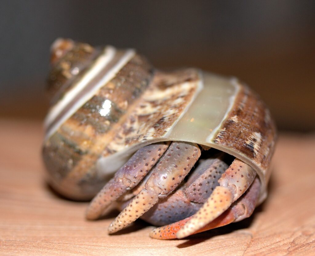 Complete Hermit Crab Food List 3