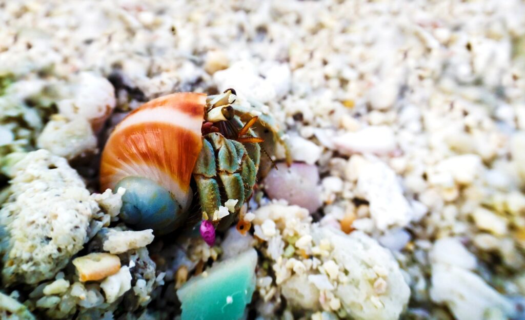 Complete Hermit Crab Food List 6