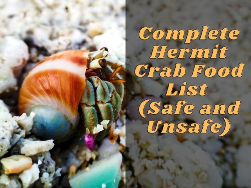 Complete Hermit Crab Food List (Safe and Unsafe)