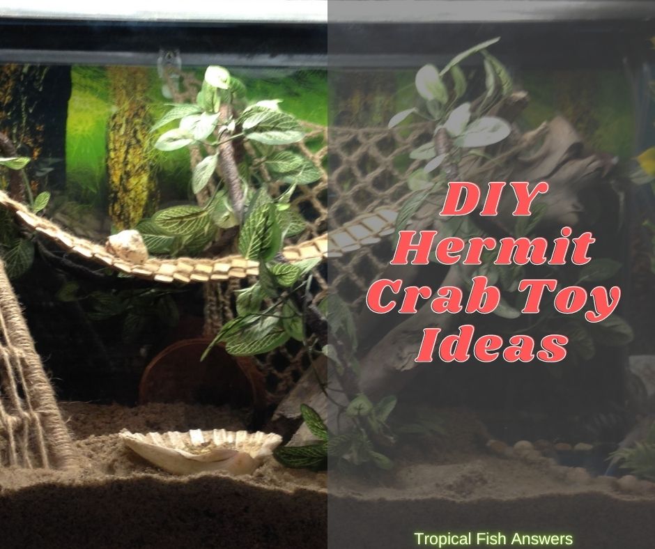 DIY Hermit Crab Toys Ideas