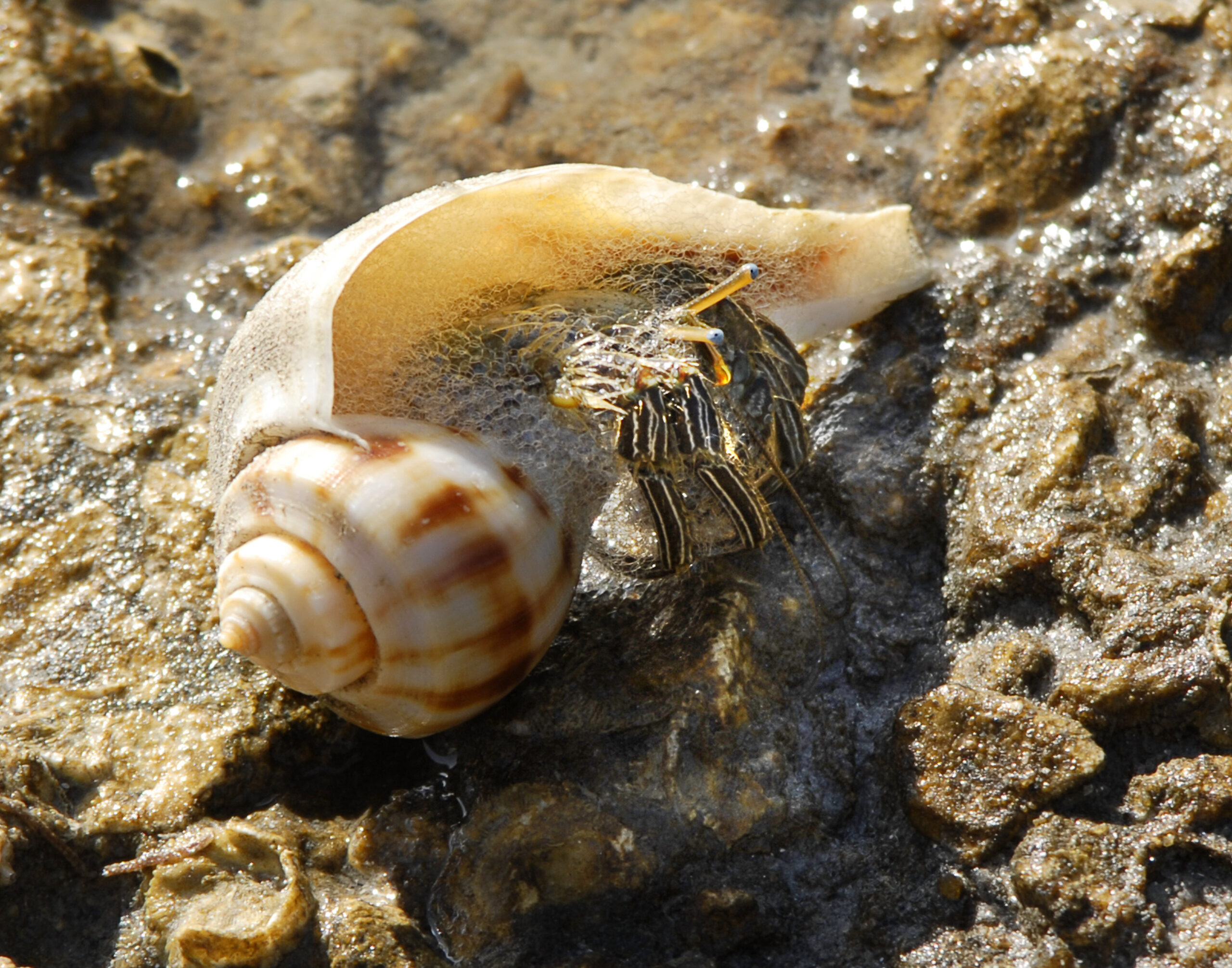 Dwarf hermit crab