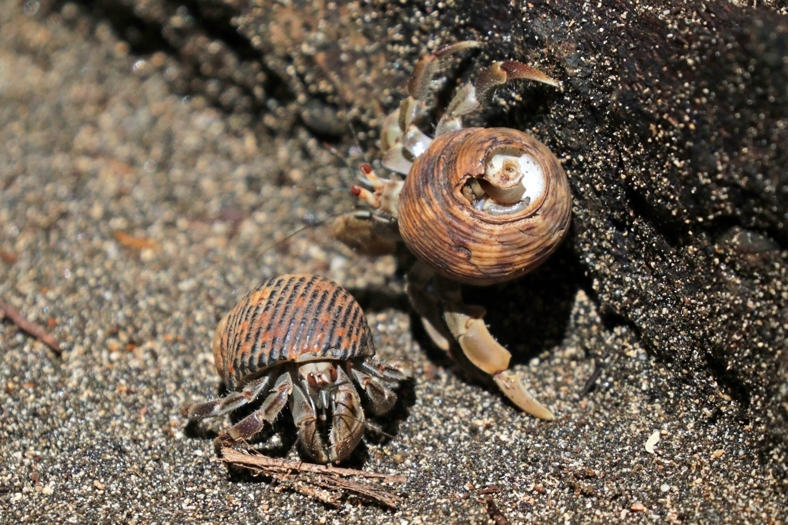 Ecuadorian hermit crab