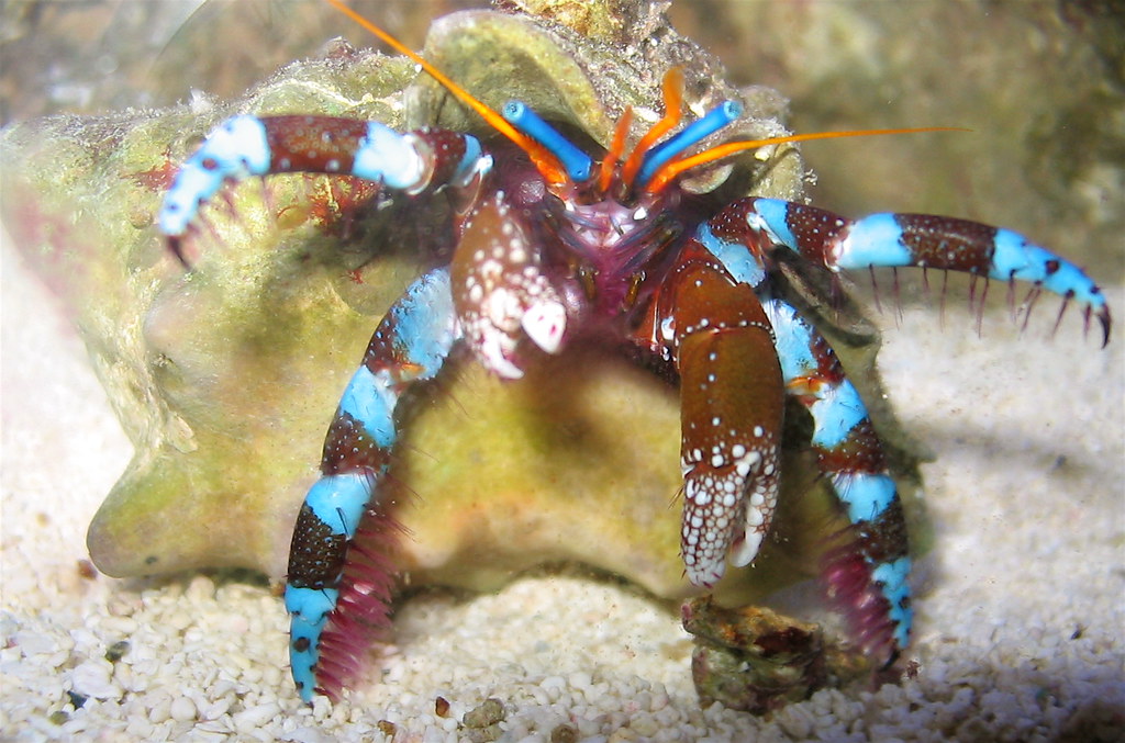 Electric Blue Hermit Crab 3
