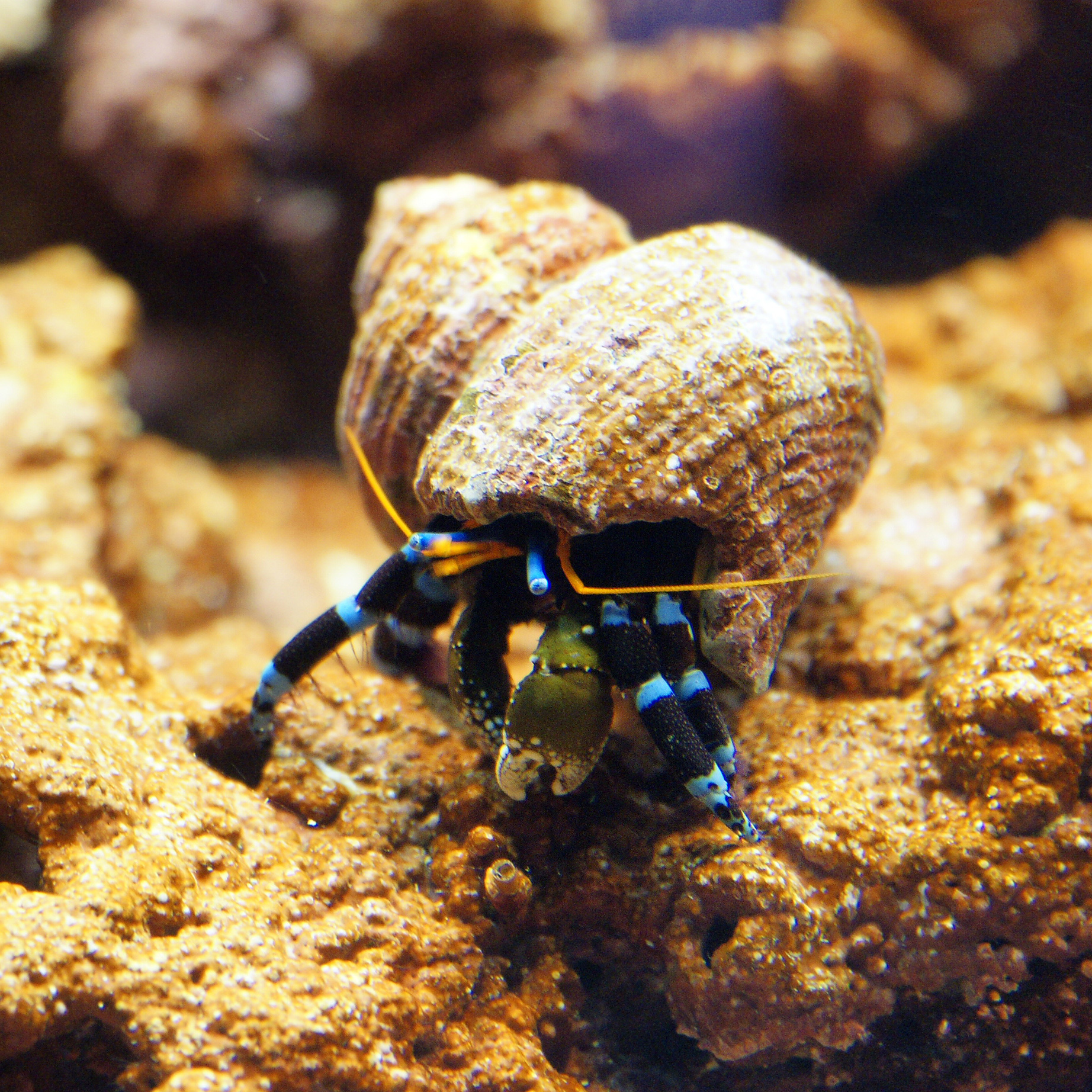 Elegant Hermit Crab 