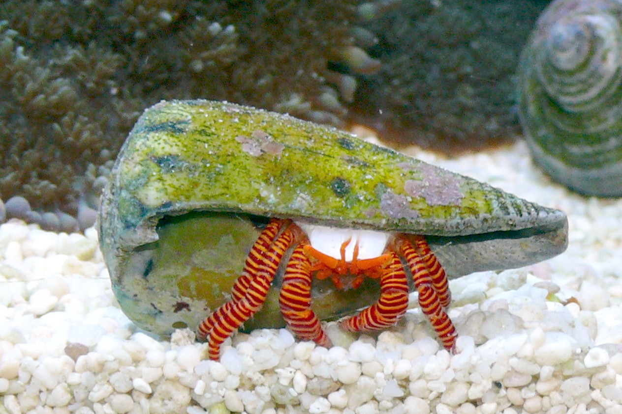 Halloween hermit crab