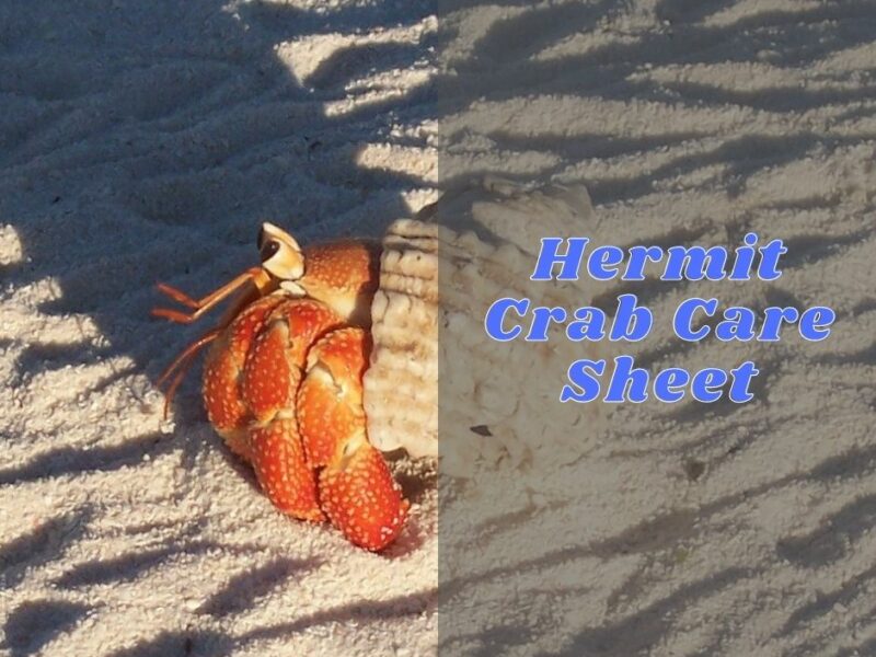 Hermit Crab Care Sheet