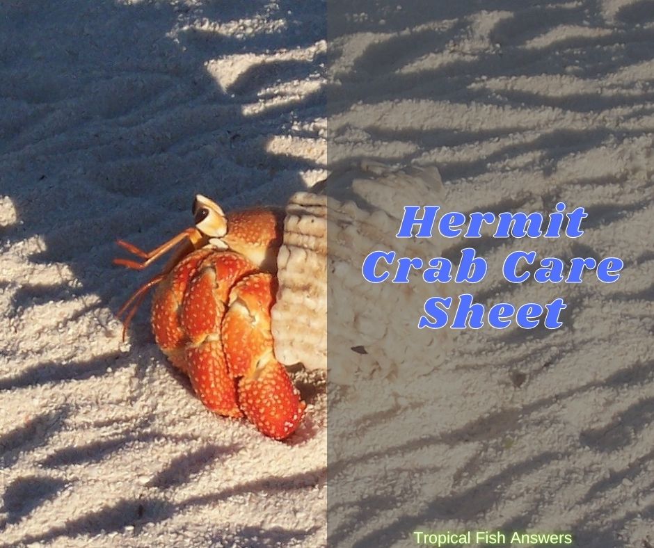 Hermit Crab Care Sheet