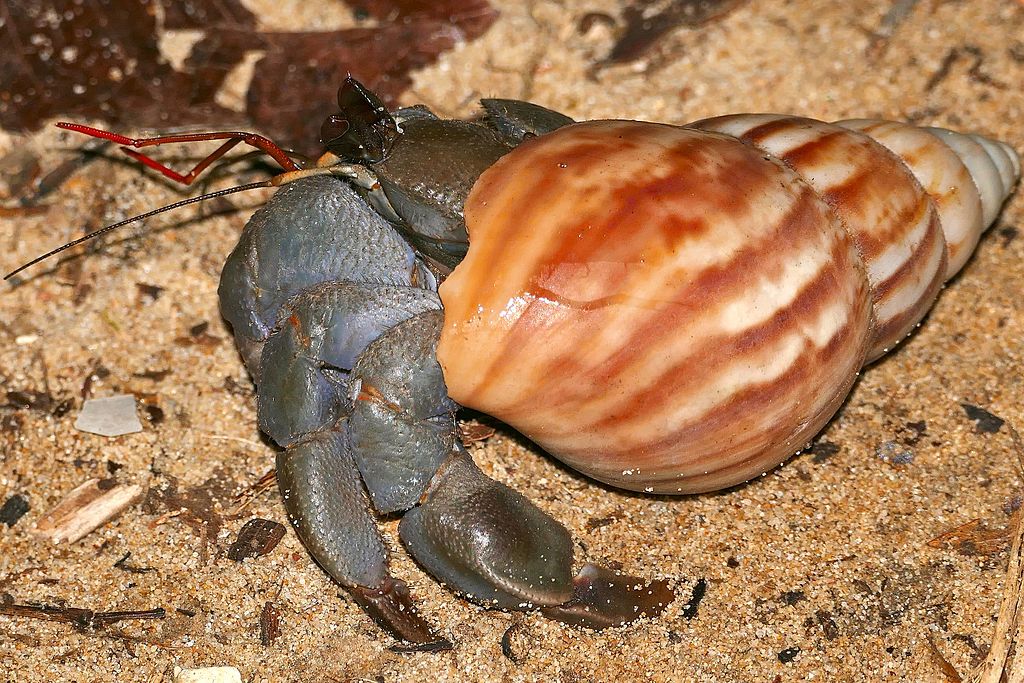 how often do hermit crabs molt