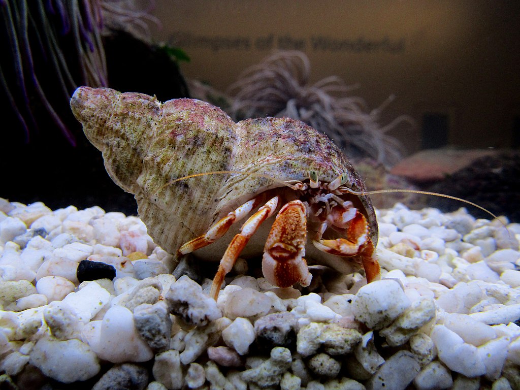 how often do hermit crabs molt