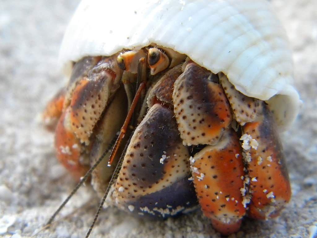 How often do hermit crabs eat