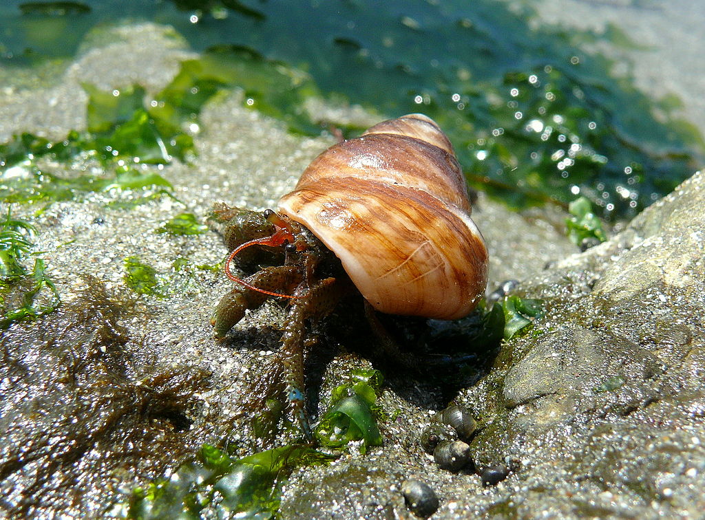 How often do hermit crabs eat