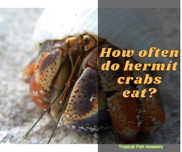 How often do hermit crabs eat? Top 2 food for your hermit crab ...