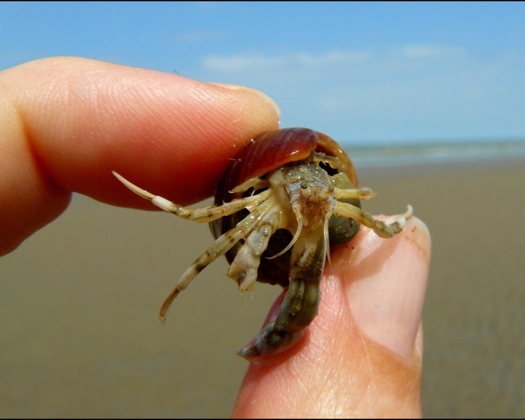 How to find a hermit crab