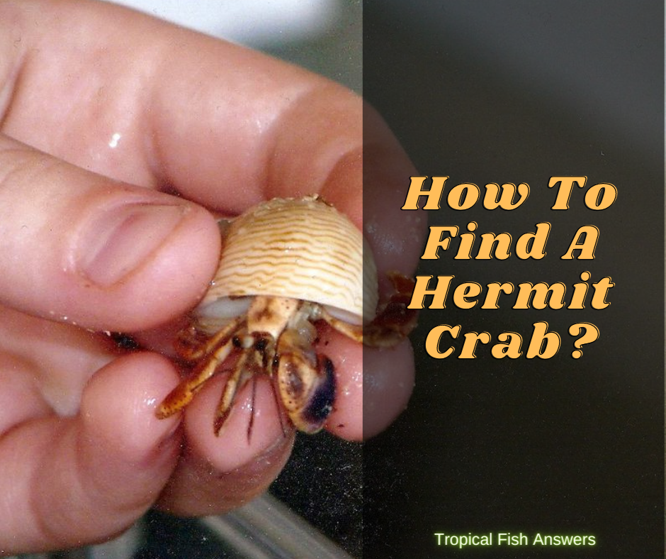 How to find a hermit crab