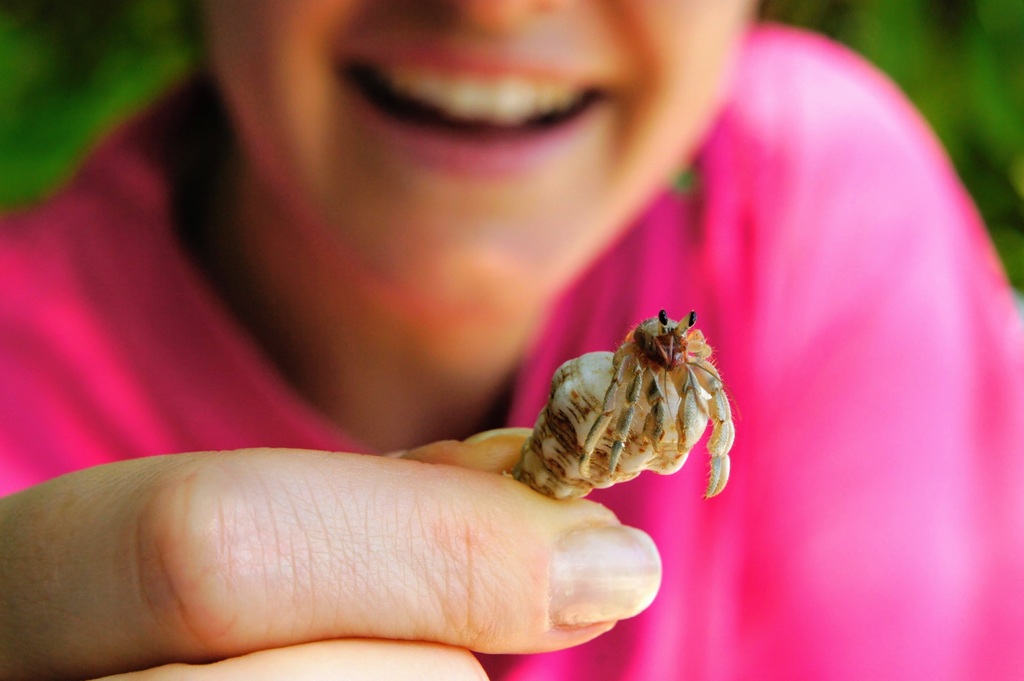 How to find a hermit crab