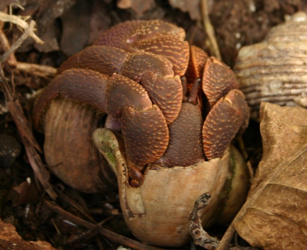 Indonesian hermit crab