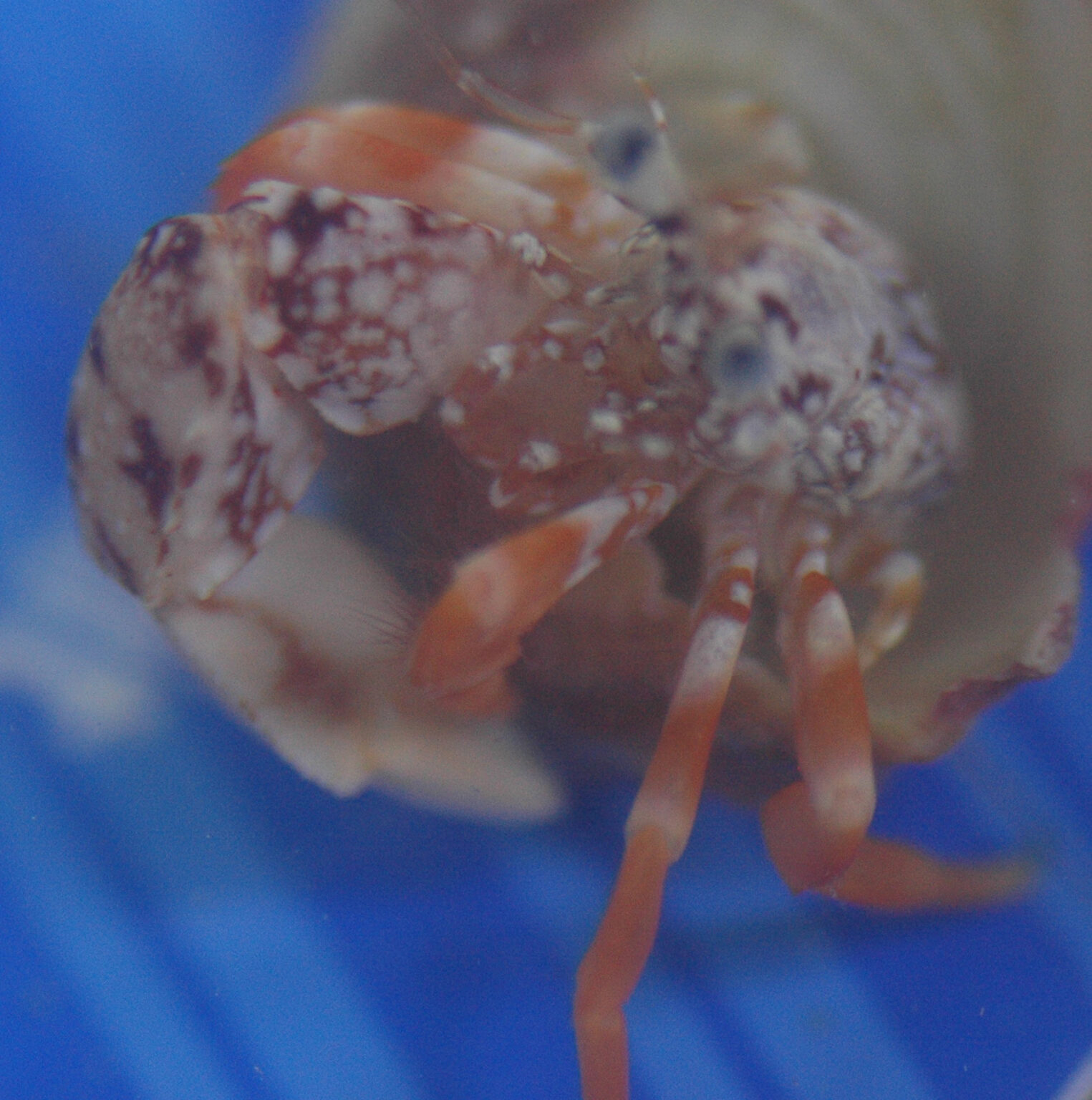 Top 16 Common Types of Hermit Crabs As Pets TROPICAL FISH ANSWERS