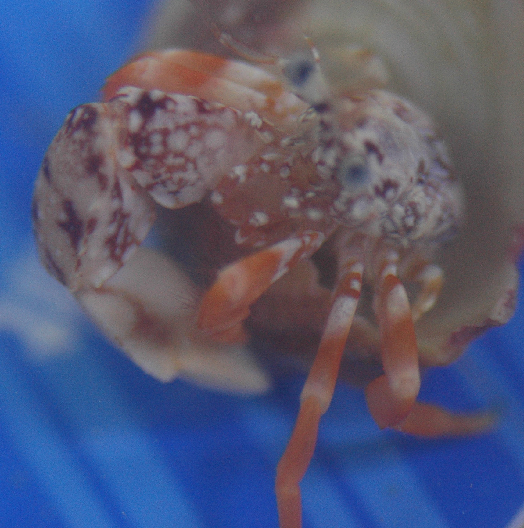 Polka Dot Hermit Crab