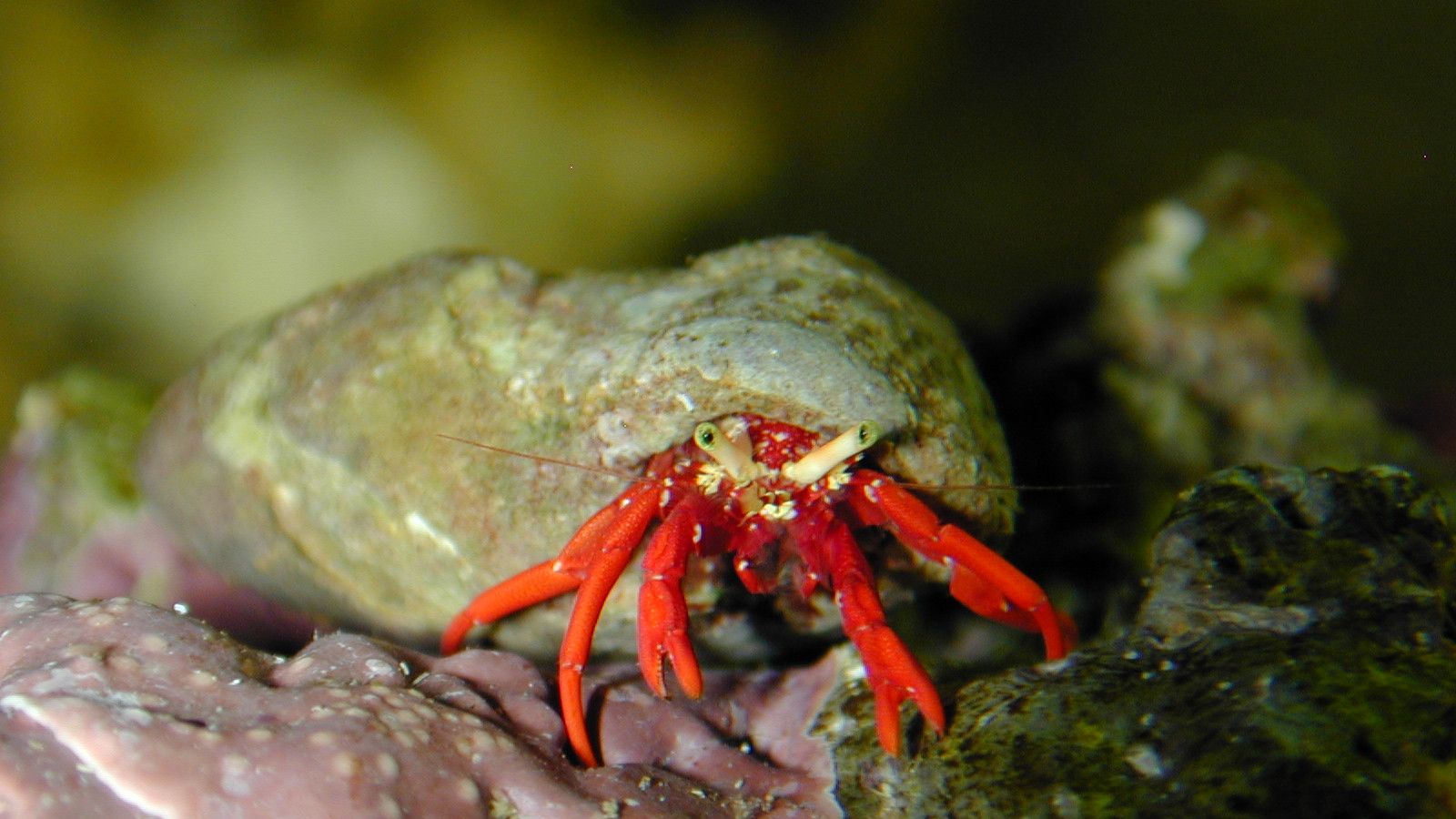 Red Hermit Crab