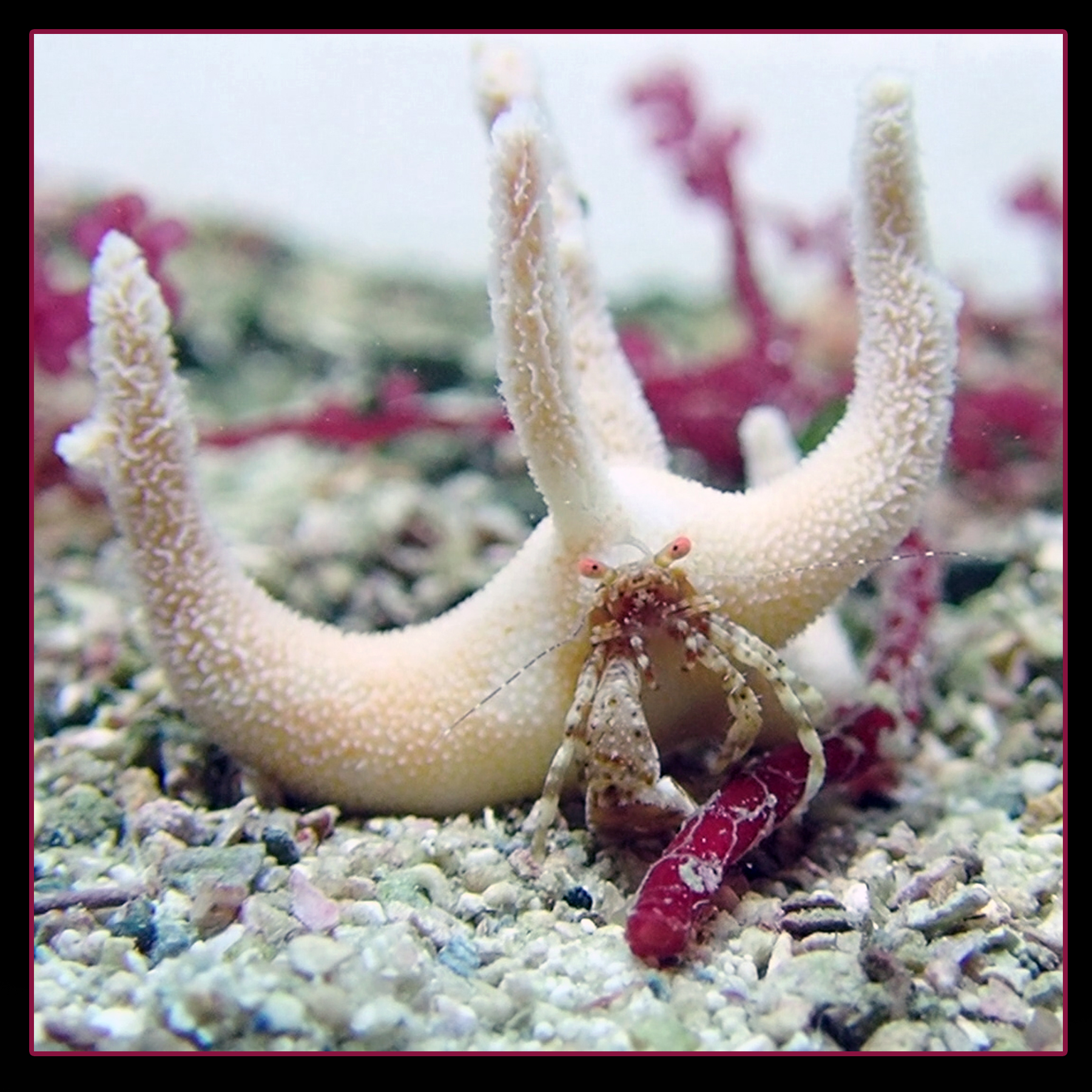 Staghorn_hermit_crab