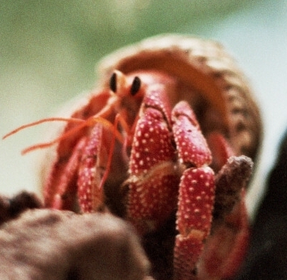Strawberry Land Hermit Crab 1