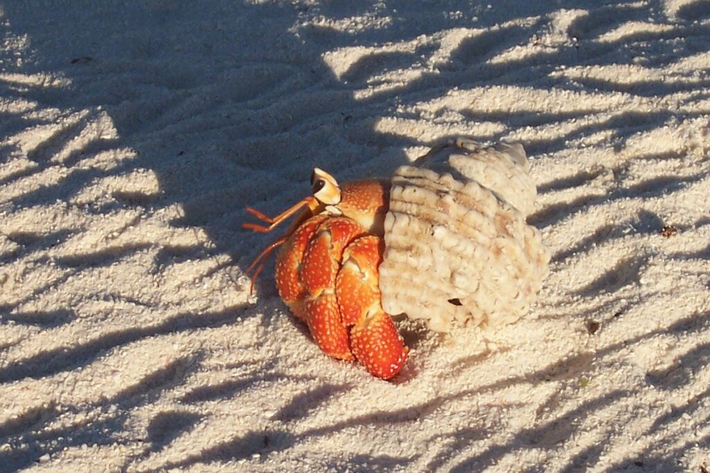 Strawberry Land Hermit Crab 2