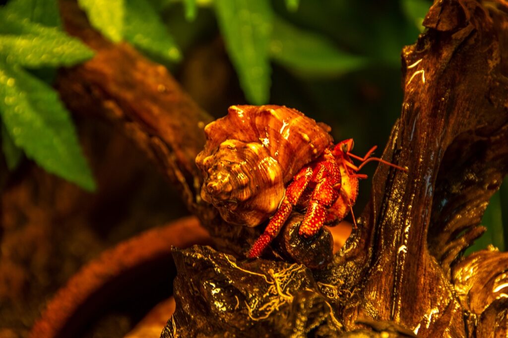 Strawberry Land Hermit Crab 3