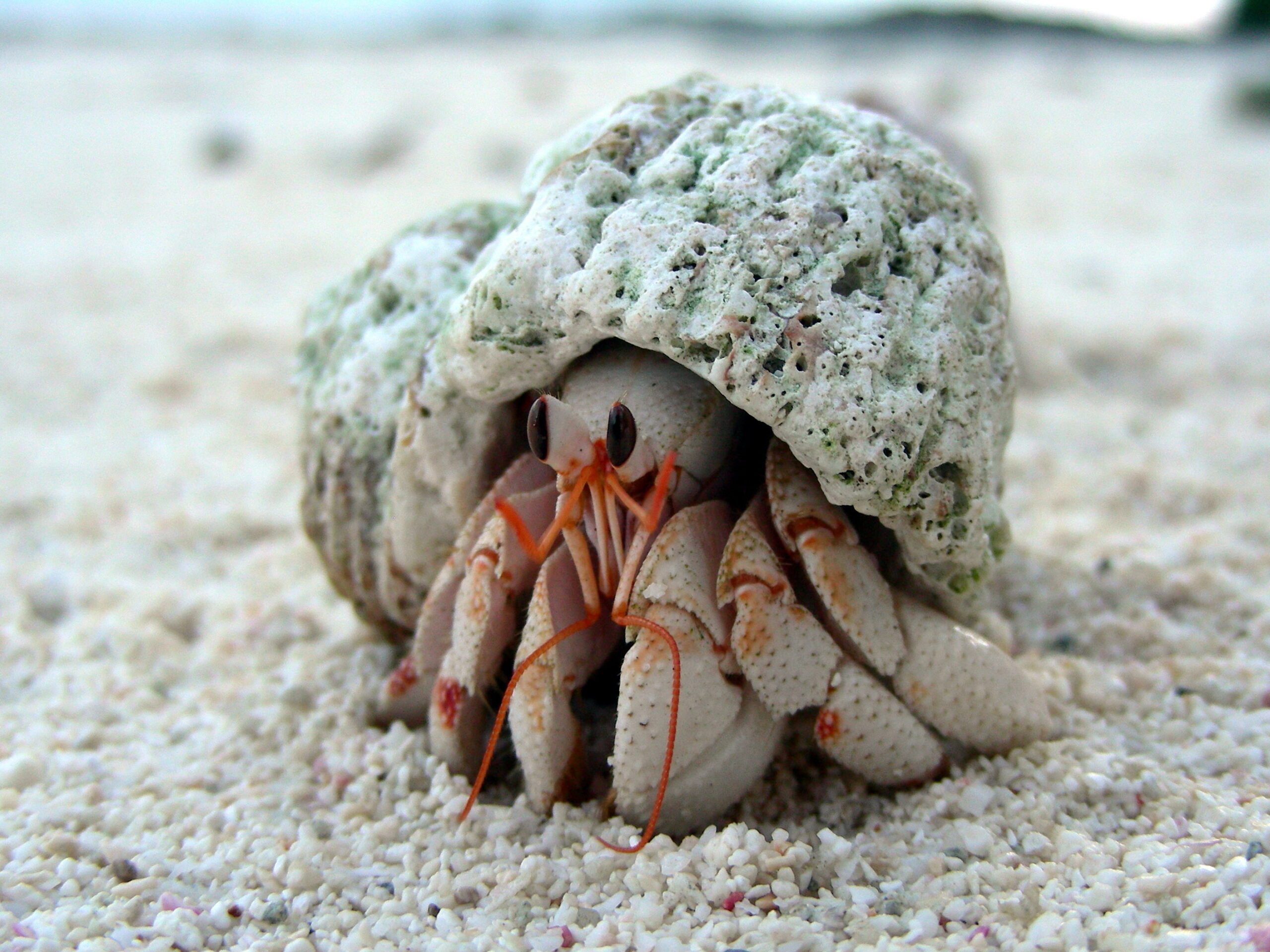 Strawberry hermit crab