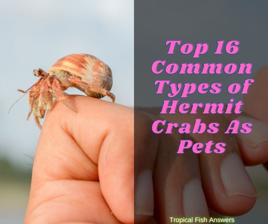 Top 16 Common Types of Hermit Crabs As Pets