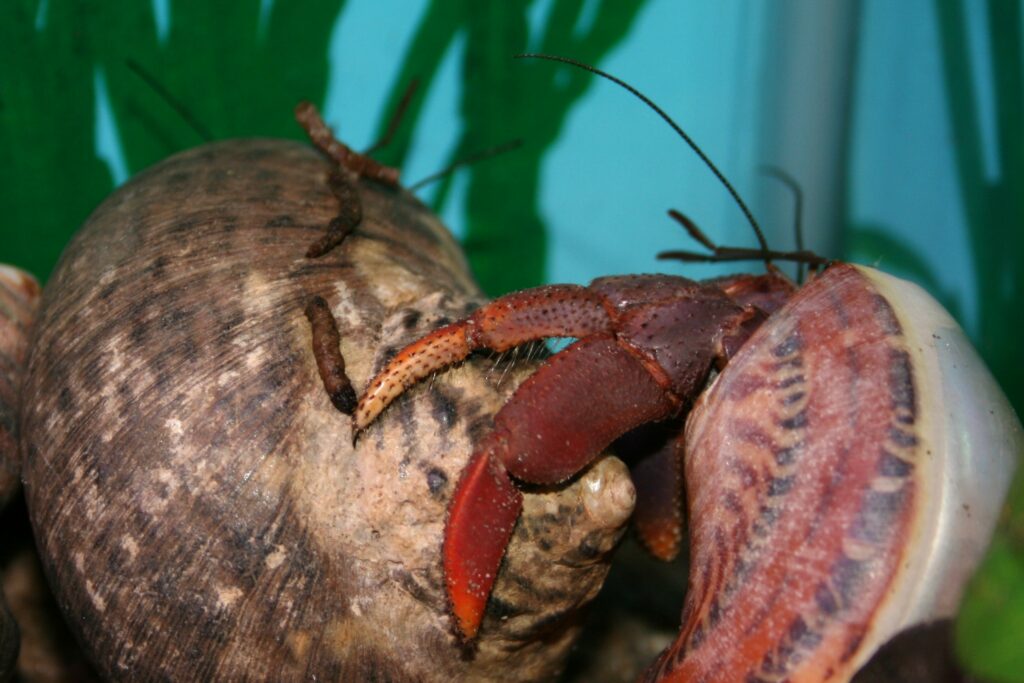 What does hermit crab poop look like?