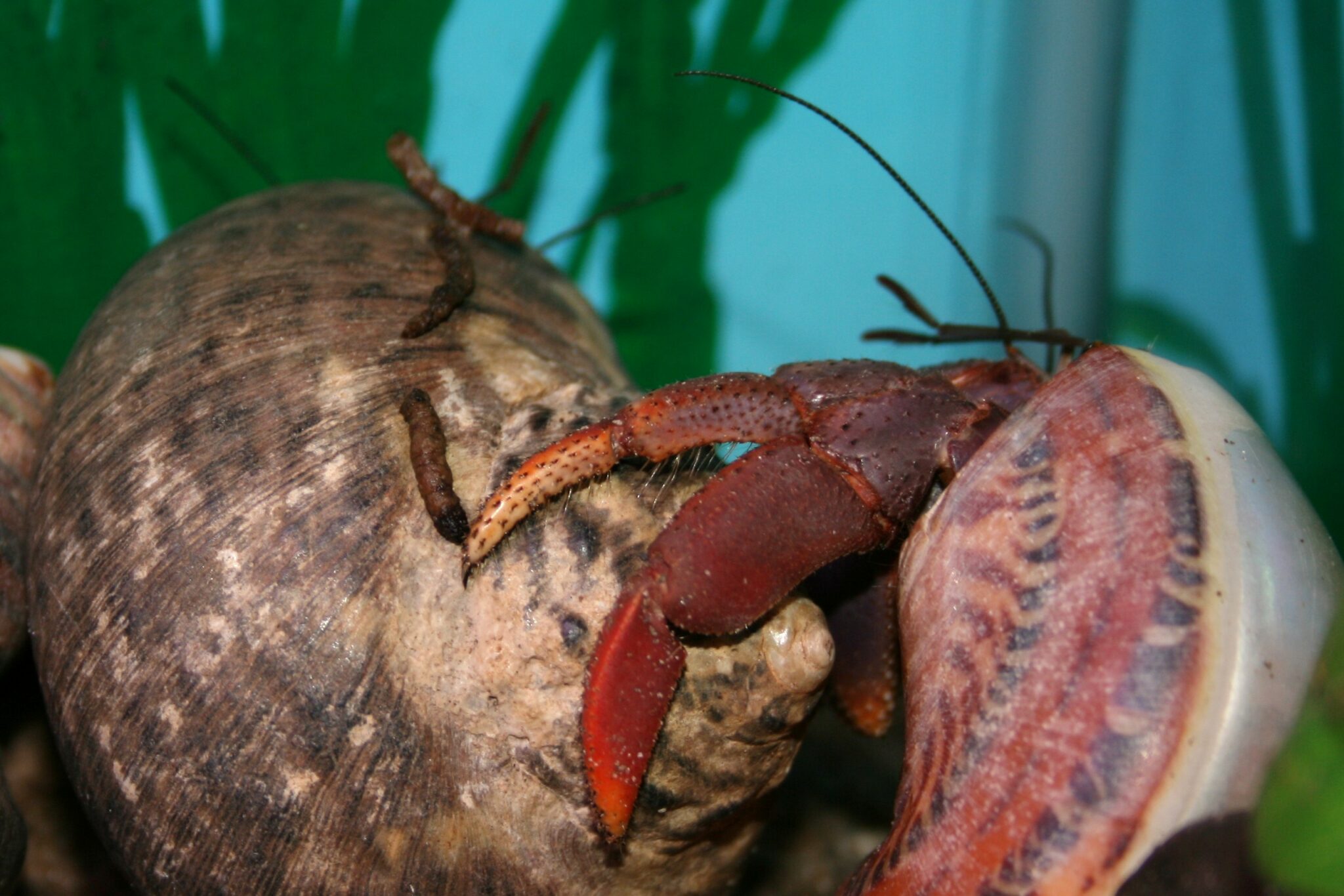 What Eats Hermit Crab Poop