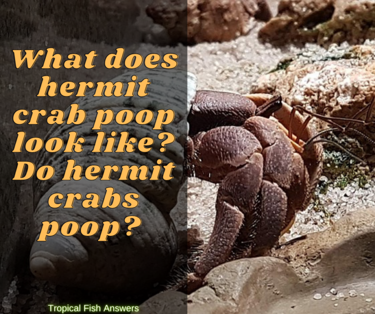 what-does-hermit-crab-poop-look-like-tropical-fish-answers