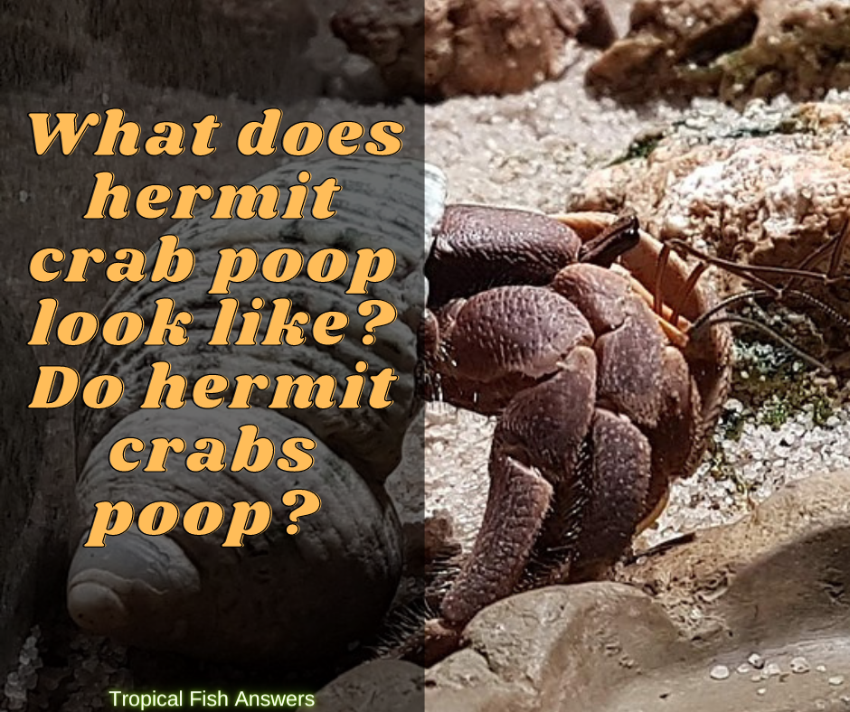 What does hermit crab poop look like?