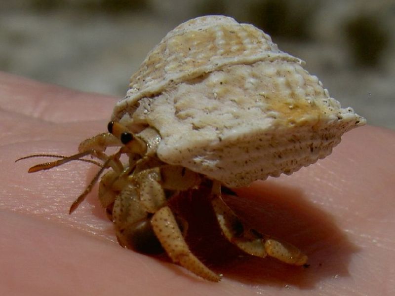 How To Make Saltwater For Hermit Crabs