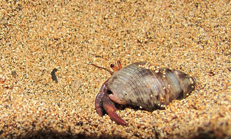 How To Make Saltwater For Hermit Crabs