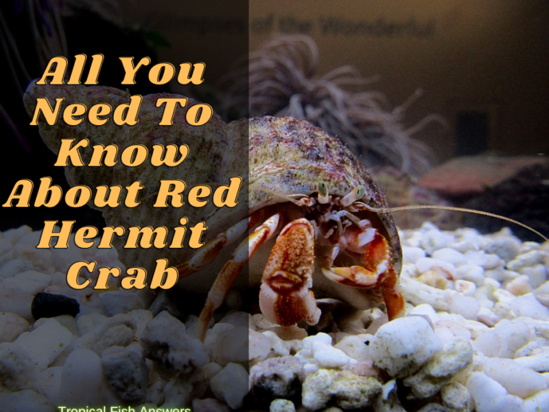 how often do hermit crabs molt