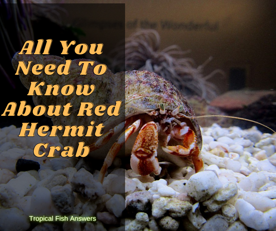 how often do hermit crabs molt