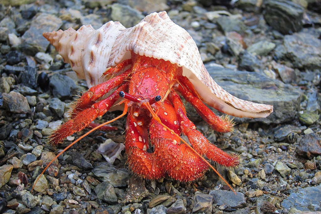 red hermit crab